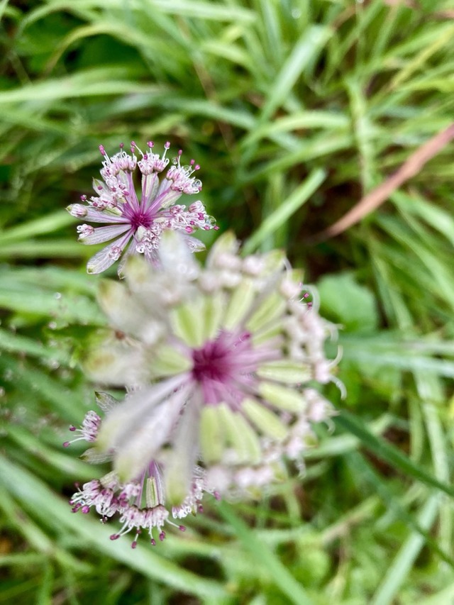 blume blume